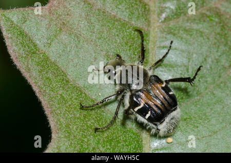Blütenkäfer, Trichiotinus-Piger Stockfoto
