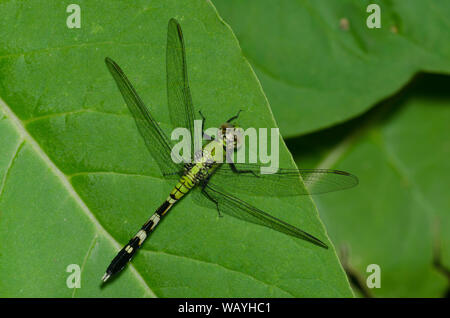 Östlichen Pondhawk, Erythemis simplicicollis, männlich Stockfoto