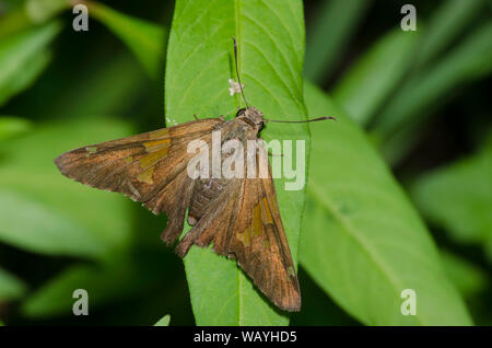 Silver-spotted Skipper, Epargyreus clarus Stockfoto