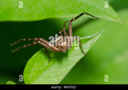 Boden Crab Spider, Xysticus sp., männlich Stockfoto