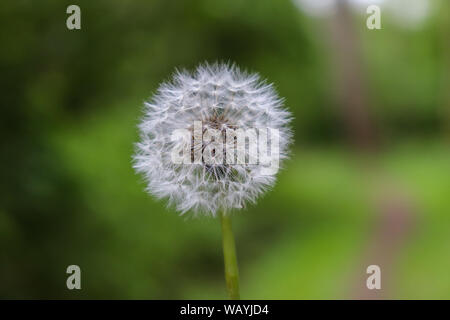 Schöne Nahaufnahme eines Dandelions Stockfoto