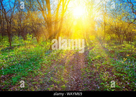 Frühling Landschaft mit Sonne scheint durch die Äste Stockfoto