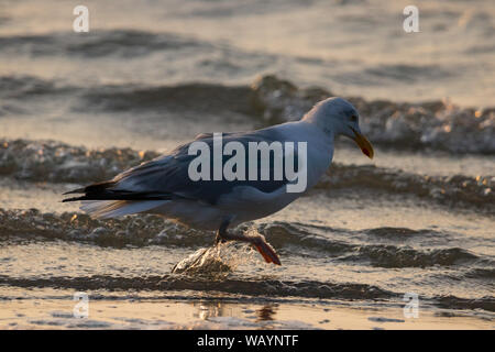 Ein Himmel voller Vögel. Vögel fliegen an einem bewölkten Himmel in alle Richtungen. Möwenfamilien in Langeoog Stockfoto