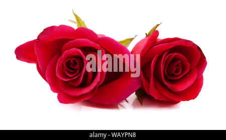 Bild von Rosen und Blüten auf weißem Hintergrund. Stockfoto
