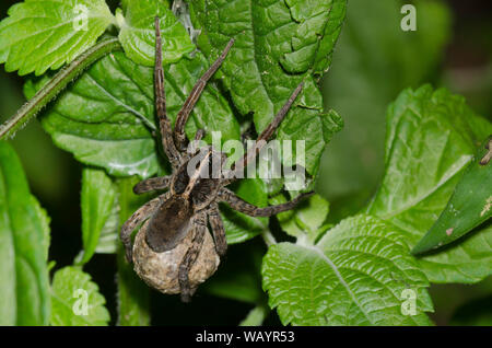 Wolf Spider, Tigrosa Georgicola, weiblich mit Eiersack Stockfoto