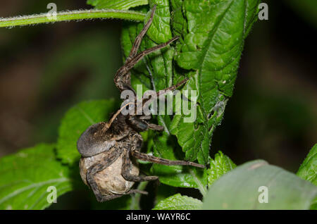 Wolf Spider, Tigrosa Georgicola, weiblich mit Eiersack Stockfoto