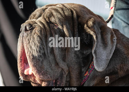 August 26, 2019 ist International Dog Tag. Hier ist ein NEAPOLITANISCHER Mastiff. Stockfoto