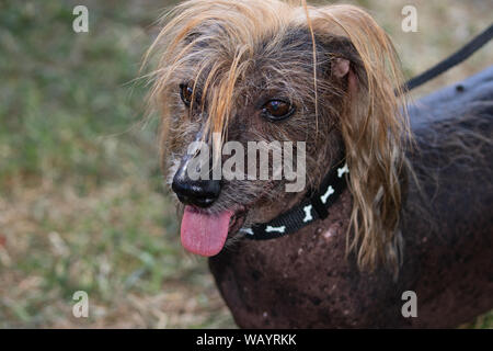 August 26, 2019 ist International Dog Tag. Die hier abgebildeten ist Himisaboo, ein Chinese Crested Hairless und Dackel mix Stockfoto