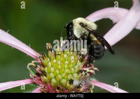 Braun - belted Bumble Bee, Bombus griseocollis, auf hellen Sonnenhut, Echinacea Githago Stockfoto