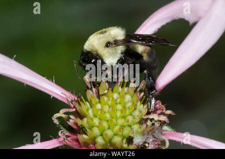 Braun - belted Bumble Bee, Bombus griseocollis, auf hellen Sonnenhut, Echinacea Githago Stockfoto