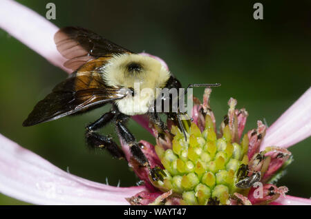 Braun - belted Bumble Bee, Bombus griseocollis, auf hellen Sonnenhut, Echinacea Githago Stockfoto