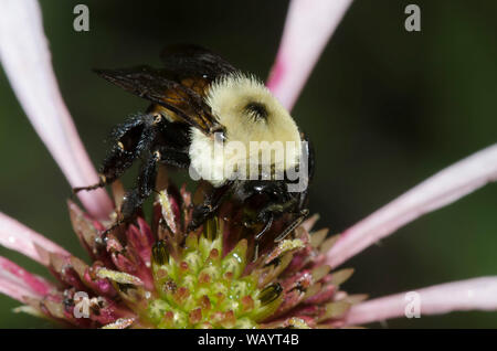 Braun - belted Bumble Bee, Bombus griseocollis, auf hellen Sonnenhut, Echinacea Githago Stockfoto