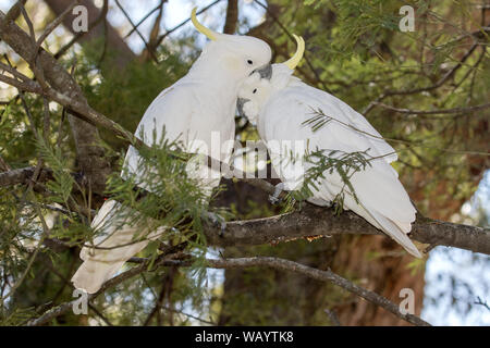 Paar Schwefel-Crested cockatoo's putzen sich gegenseitig Stockfoto