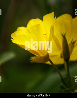 Cinquefoil Gelb Potentilla close-up auf grünem Hintergrund. Kopieren Sie Platz. Stockfoto