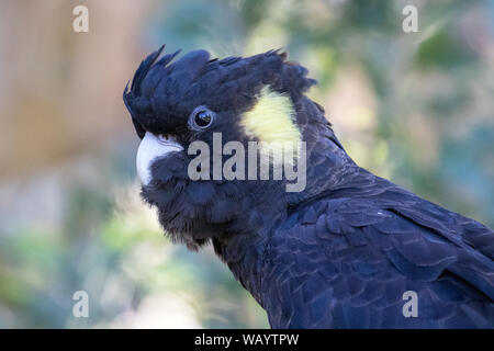 In der Nähe der australischen Gelb-tailed Black Cockatoo Stockfoto