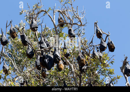 Australische graue Flying Fox Kolonie Stockfoto