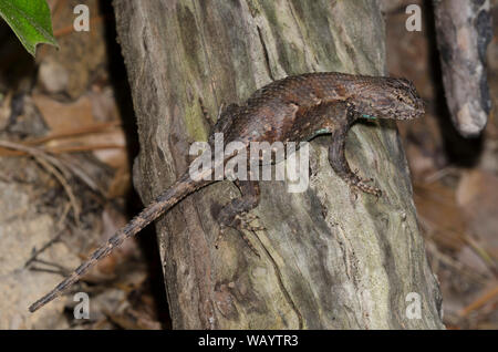 Prairie Eidechse, Sceloporus consobrinus Stockfoto