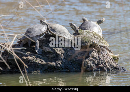 Murray River Schildkröten Sonnenbaden auf den Log Stockfoto