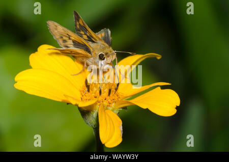 Fiery Skipper, Hylephila phyleus, weiblichen nectaring von einem gelben Composite Stockfoto