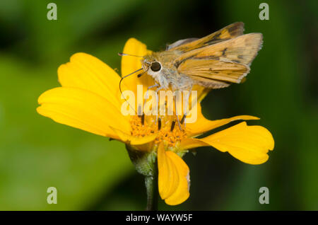 Fiery Skipper, Hylephila phyleus, weiblichen nectaring von einem gelben Composite Stockfoto