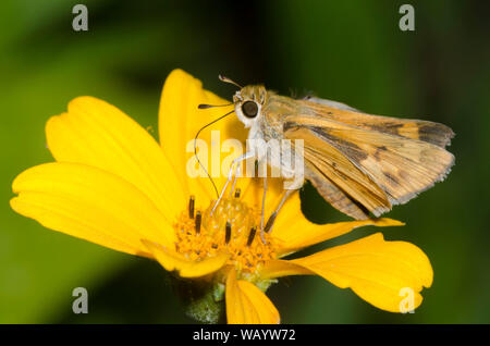 Fiery Skipper, Hylephila phyleus, weiblichen nectaring von einem gelben Composite Stockfoto