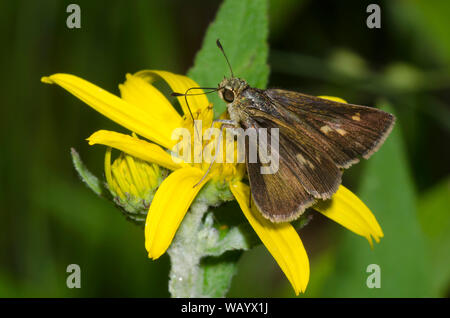 Northern Broken-Dash, Polites egeremet, weiblich auf Ragwort, Senecio sp. Stockfoto