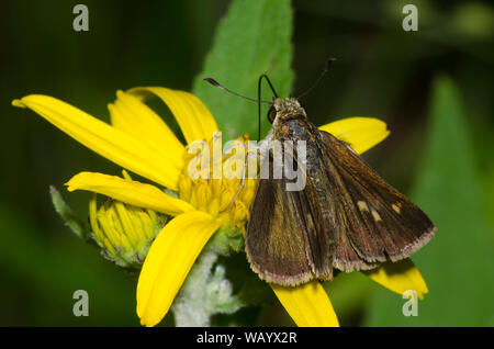 Northern Broken-Dash, Polites egeremet, weiblich auf Ragwort, Senecio sp. Stockfoto