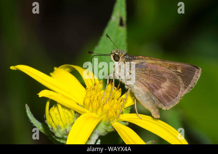 Northern Broken-Dash, Polites egeremet, weiblich auf Ragwort, Senecio sp. Stockfoto