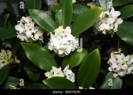 Daphne, Odora alba, weiße Blüten und grüne Blätter. Stockfoto