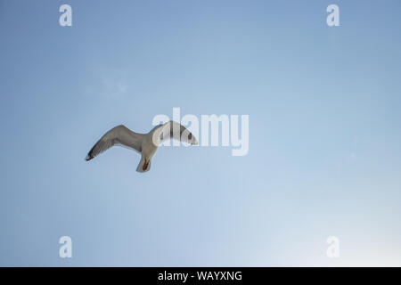 Ein Himmel voller Vögel. Vögel fliegen an einem bewölkten Himmel in alle Richtungen. Möwenfamilien in Langeoog Stockfoto