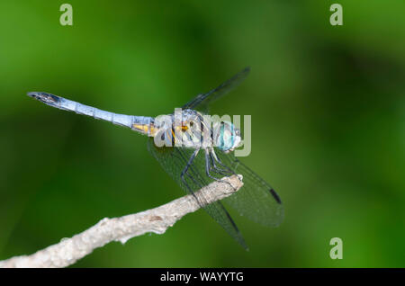 Blue Dasher, Pachydiplax longipennis, männlich Stockfoto