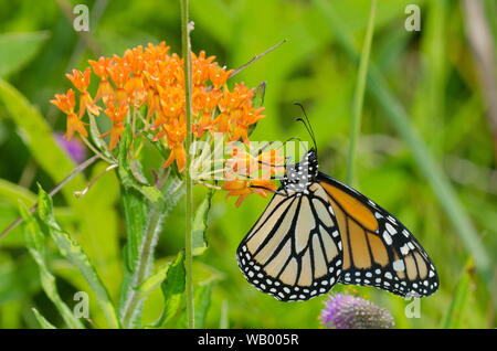 Monarch Danaus plexippus, nectaring von orange Seidenpflanze, Asclepias tuberosa Stockfoto