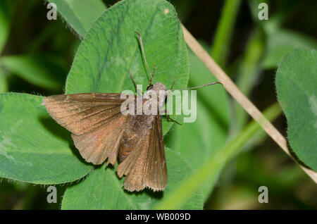 Northern Cloudywing, Cecropterus pylades, männlich getragen und zerrissen Stockfoto