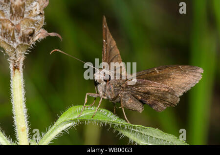 Nordwolkenflügel, Cecropterus pylades, weiblich Stockfoto