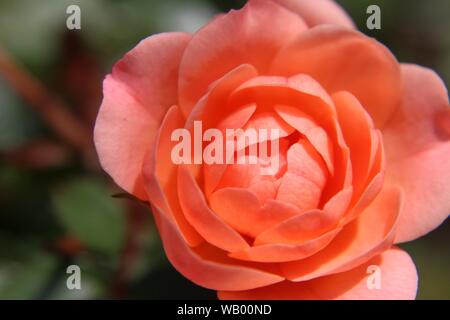 Ein Lachs Pink Mini Rose Öffnung Stockfoto