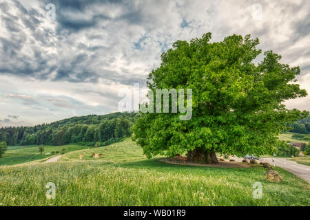 Atemberaubende HDR-shot einer alten Linde unter spektakulären Himmel in Linn, Aargau Stockfoto