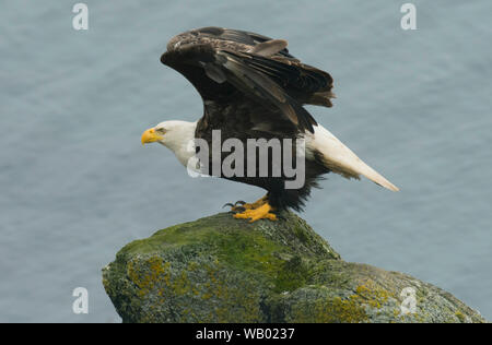 Der Weißkopfseeadler (Haliaeetus leucocephalus), Er, aleutians Island, Alaska Stockfoto