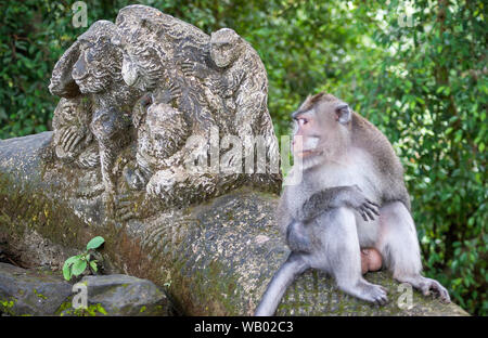 Affe sitzt auf einem Baum neben einem Stein Skulptur mit derselben Form Stockfoto