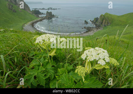 Cow Parsnip (Heracleum lanatum) und Horseshoe Bay, Er, aleutians Island, Alaska Stockfoto