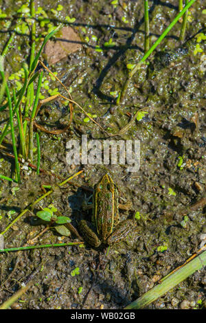 Ansicht von oben auf Tiny Plains Leopard Frog (Lithobates blairi - ehemals Rana blairi), auf dem sich ein Sumpfgebiet befindet, Castle Rock Colorado USA. Stockfoto