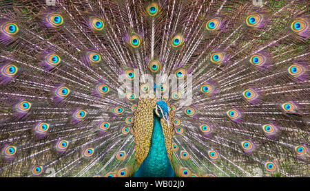 Peacock schönen und bunten Öffnung Flügel und zeigt seine schönen Farben Stockfoto