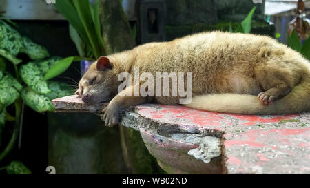 Luwak schlafen in Tanah Lot Tempel auf Bali Stockfoto