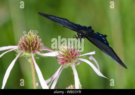 Pfeifenwinde Schwalbenschwanz, Battus philenor, nectaring auf hellen Sonnenhut, Echinacea Githago Stockfoto