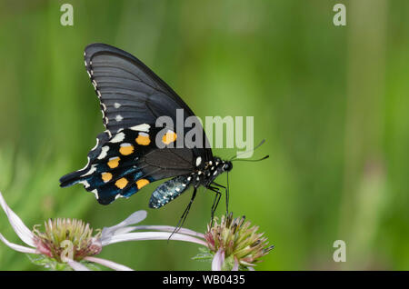 Pfeifenwinde Schwalbenschwanz, Battus philenor, nectaring auf hellen Sonnenhut, Echinacea Githago Stockfoto