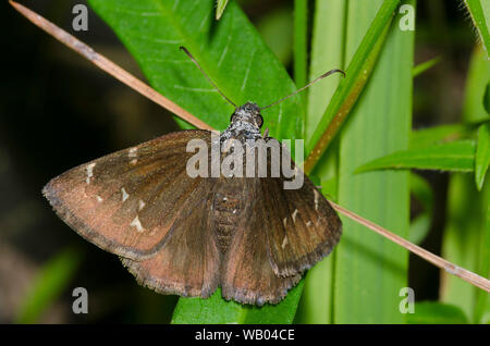 Nordwolkenflügel, Cecropterus pylades, weiblich Stockfoto