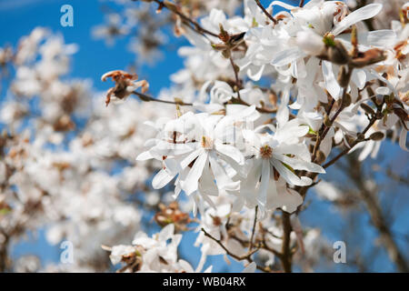 Nahaufnahme der Blumen von einem Stern Magnolia (lat: Magnolia stellata) vor blauem Himmel. Stockfoto