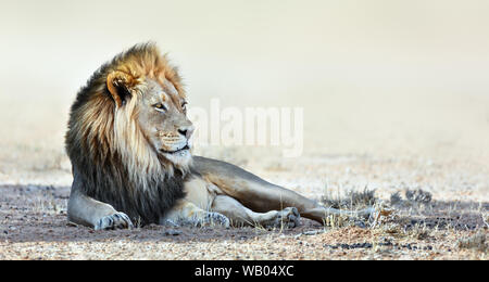 Lion Portrait im Schatten in die Ferne starrt ruht. Kgalagadi Park. Panthera leo