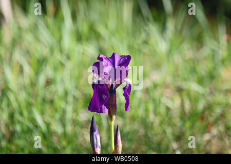 Lila bärtigen Iris Blume auch als Deutsche iris Latin pogoniris oder Iris germanica von Familie iridaceae wild wachsen. State Flower von Tennessee Stockfoto