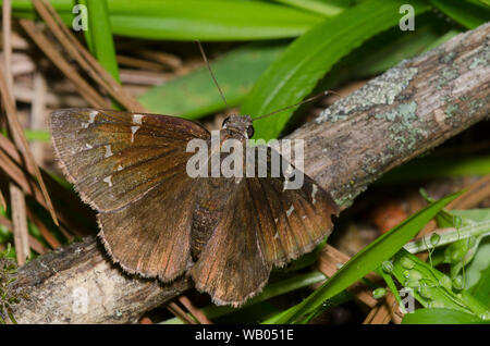 Nordwolkenflügel, Cecropterus pylades, weiblich Stockfoto