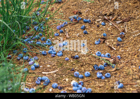 Heidelbeeren, die die Bush verliebt haben und auf dem Boden Stockfoto